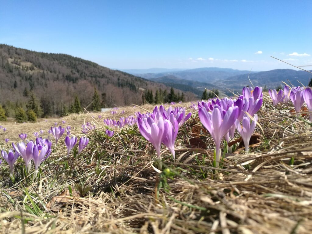 [:uk]14 крокуси[:]