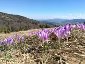 [:uk]14 крокуси[:]
